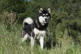 ALASKAN MALAMUTE 339